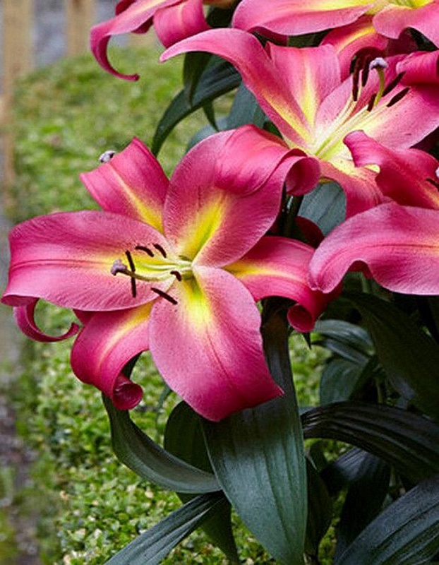 Лилия Эмполи